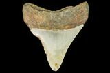 Fossil Megalodon Tooth - North Carolina #109043-2